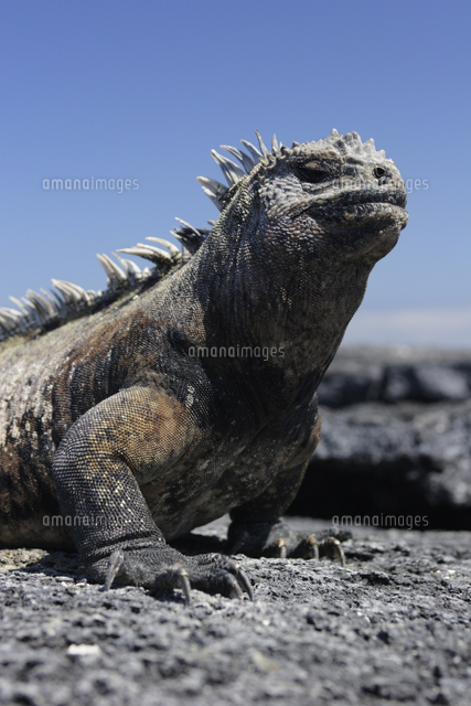 日光浴をするガラパゴスウミイグアナ の写真素材 イラスト素材 アマナイメージズ