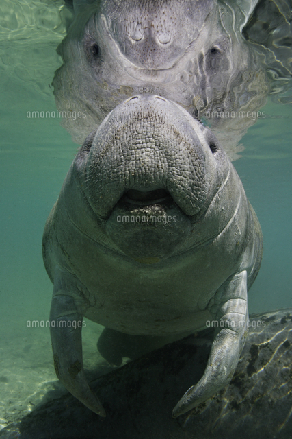 アメリカマナティーの正面顔 の写真素材 イラスト素材 アマナイメージズ