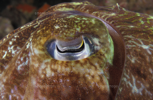 SEPIAです 4123km SEPIA スズキCA1EA 原付☆爆速です 始動動画あり