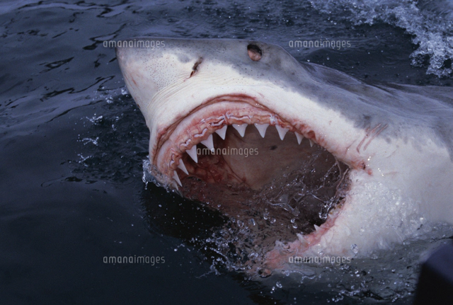 火*神様 ホホジロザメ（Carcharodon carcharias）の歯 46 火*神様