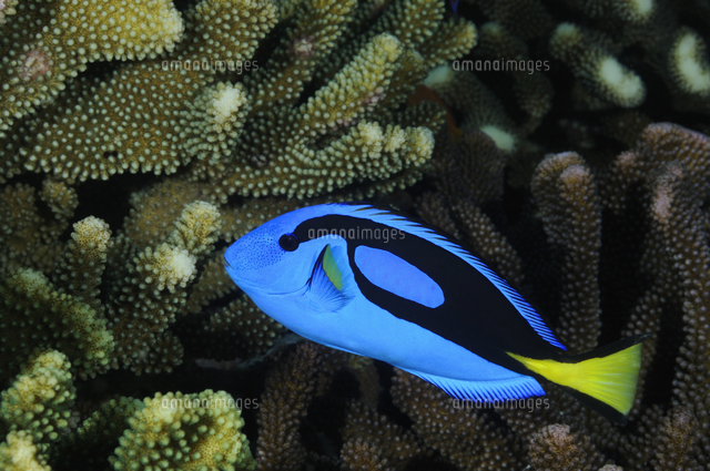 ナンヨウハギ の写真素材 イラスト素材 アマナイメージズ