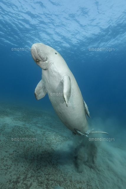 ジュゴン の写真素材 イラスト素材 アマナイメージズ