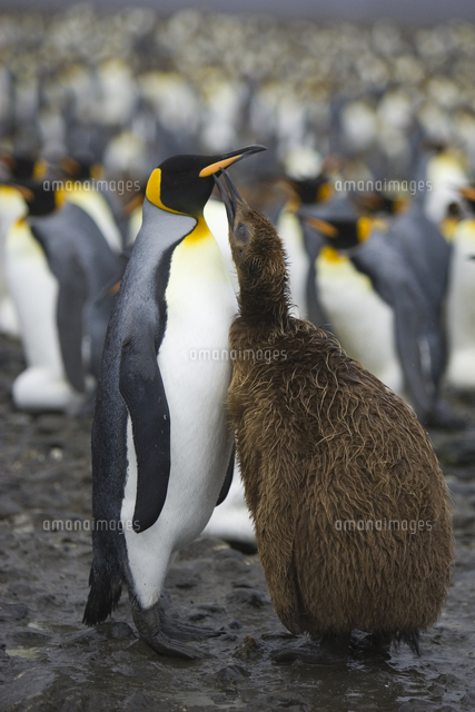 親に餌をねだるオウサマペンギン キングペンギン のヒナ の写真素材 イラスト素材 アマナイメージズ