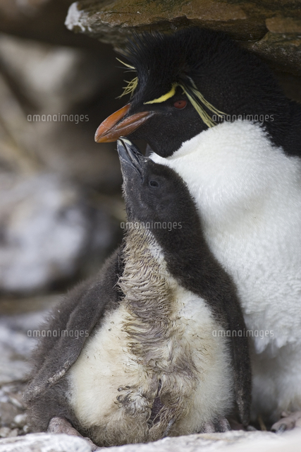 親に餌をねだるイワトビペンギンのヒナ の写真素材 イラスト素材 アマナイメージズ