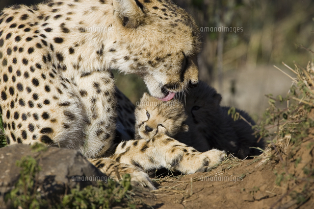 生後15日目の赤ちゃんをグルーミングするチーターの母親 の写真素材 イラスト素材 アマナイメージズ