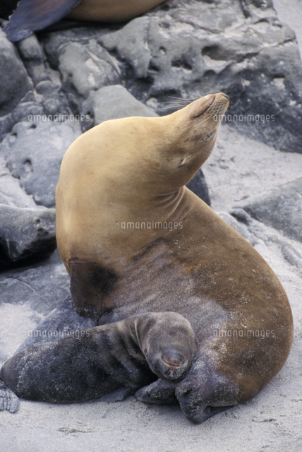 砂浜で休息するカリフォルニアアシカの母子 の写真素材 イラスト素材 アマナイメージズ