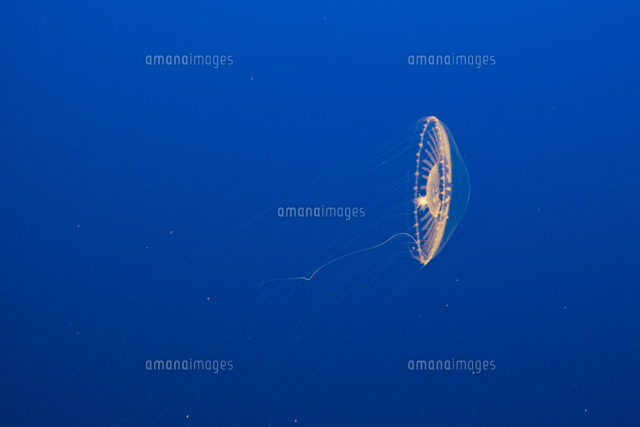 Crystal Jelly Aequorea victoria Monterey Bay Aquar[3224300666…