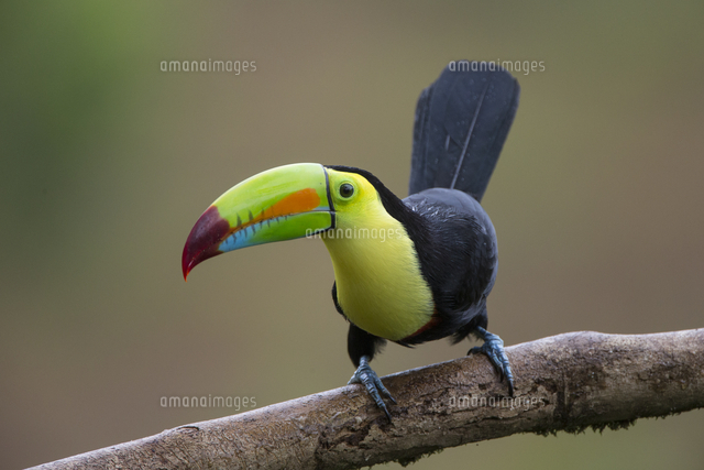 サンショクキムネオオハシ の写真素材 イラスト素材 アマナイメージズ