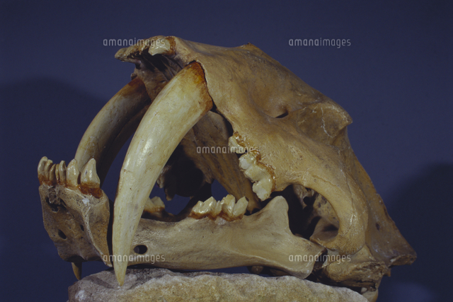 スミロドンカリホルニクス（サーベルタイガー）の剣歯（第四紀