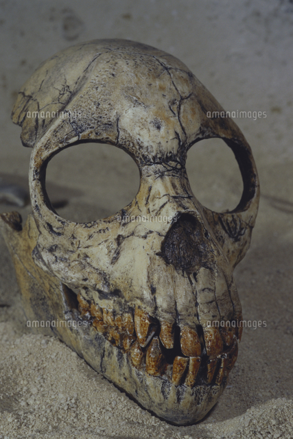 プロコンスル アフリカヌス 頭骨（中新世） ＊撮影クレジット