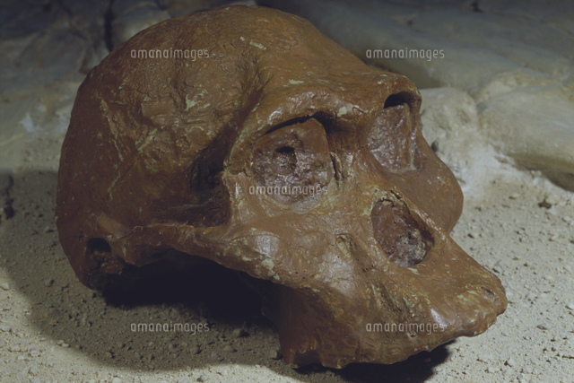 アウストラロピテクス·アフリカヌス模型 アウストラロピテクス・アフリカヌス - Wikipedia