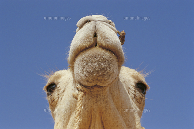 ヒトコブラクダの顔 の写真素材 イラスト素材 アマナイメージズ