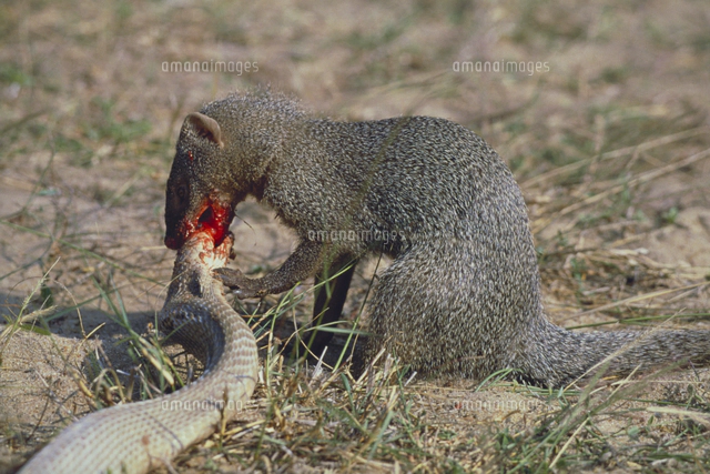 コブラとマングース