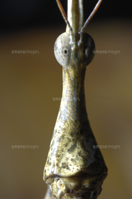 オウサマボウバッタの正面顔[32244000293]の写真・イラスト素材