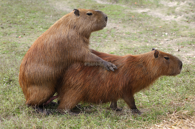 交尾するカピバラ[32244002862]の写真・イラスト素材｜アマナイメージズ