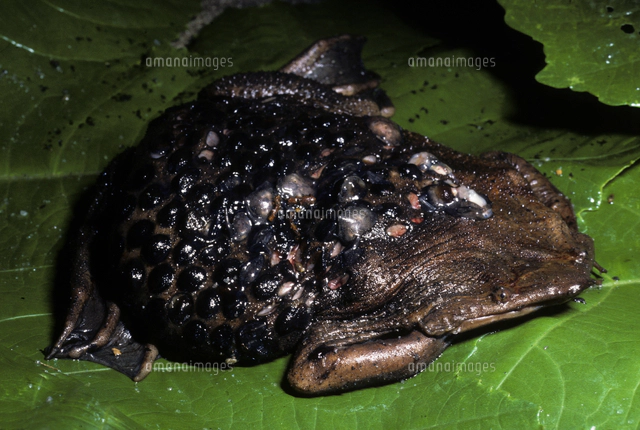 ピパピパの写真素材 ストックフォト アマナイメージズ