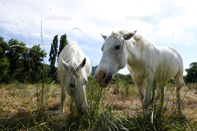 Camargue horse. Equus cabalus Camargue (France)[32244004463]の写真素材・イラスト ...