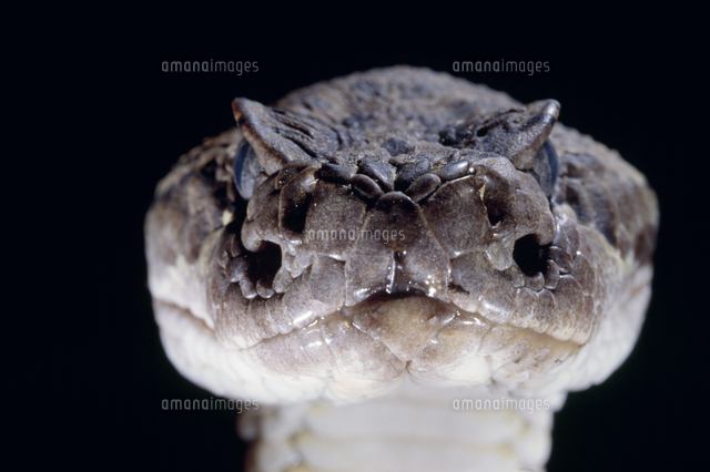 セイブガラガラヘビ[32244007385]の写真・イラスト素材｜アマナイメージズ