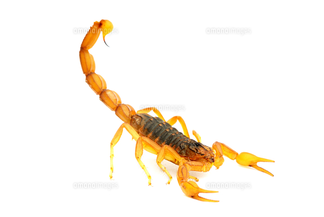 サソリの仲間 の写真素材 イラスト素材 アマナイメージズ