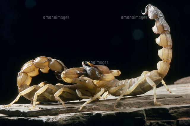 サソリ 交尾 の写真素材 イラスト素材 アマナイメージズ
