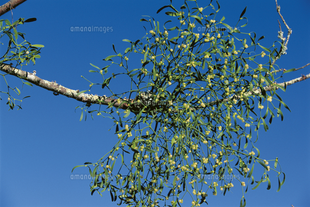 リンゴの木に寄生するセイヨウヤドリギ[32245000031]の写真・イラスト