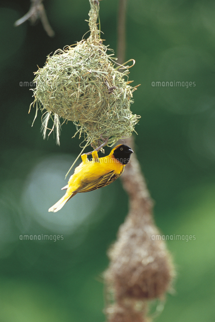 巣を紡ぐメンハタオリ（コメンガタハタオリ）のオス[32245000038]の