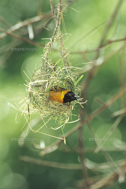 巣を紡ぐメンハタオリ（コメンガタハタオリ）のオス[32245000040]の