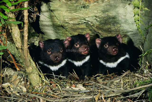 ３頭のタスマニアデビル の写真素材 イラスト素材 アマナイメージズ