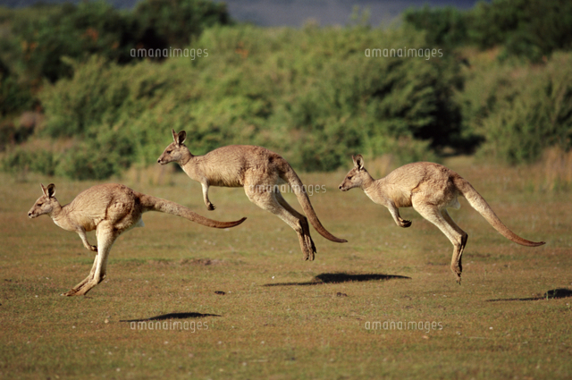 ジャンプする３頭のオオカンガルー の写真素材 イラスト素材 アマナイメージズ
