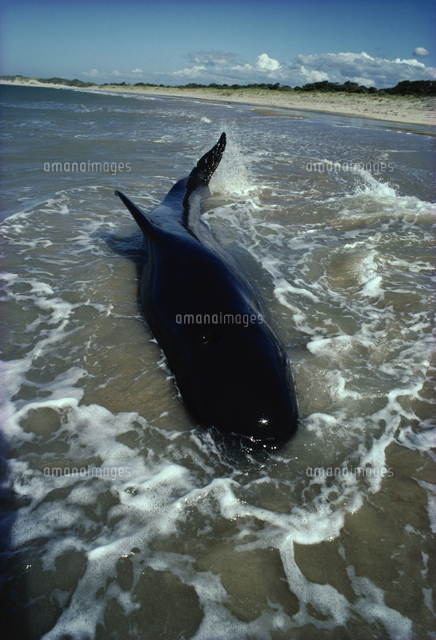座礁したマゴンドウクジラ[32245000094]の写真・イラスト素材｜アマナ