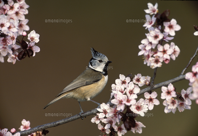 カンムリガラ[32245000150]の写真素材・イラスト素材｜アマナイメージズ