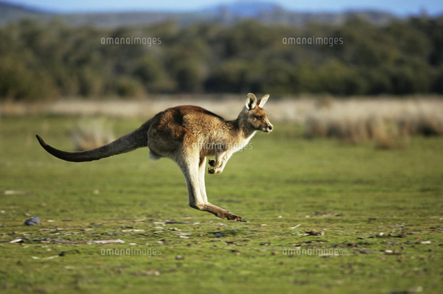 カンガルー Amazon.co.jp: シュライヒ ワイルドライフ カンガルー フィギュア