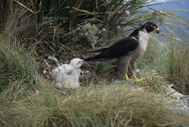 Peregrine Falcon Falco Peregrinus Female And Chick の写真素材 イラスト 素材 アマナイメージズ