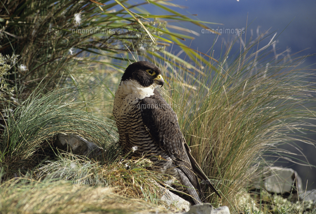 Peregrine Falcon Falco Peregrinus Photographed In の写真素材 イラスト 素材 アマナイメージズ