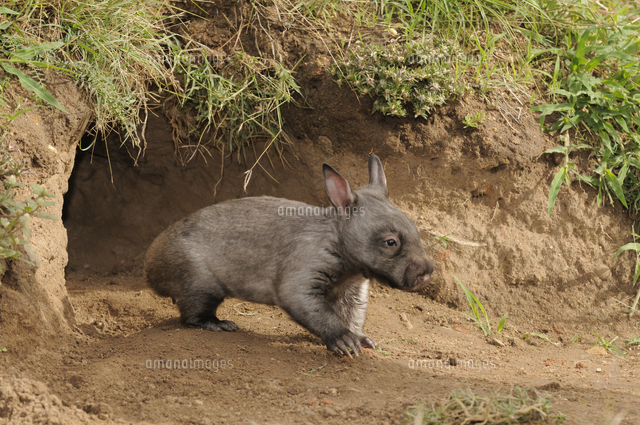 Southern Hairy-nosed Wombat Lasiorhinus latifrons[32245002077]の写真素材 ...