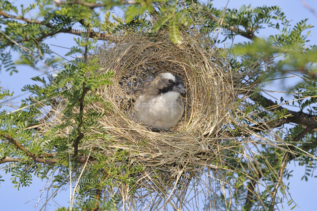 天然 希少 鳥の巣 インテリア ハタオリドリ科 メス 天然 希少 鳥の巣 インテリア ハタオリドリ科 メス 【公式通販】