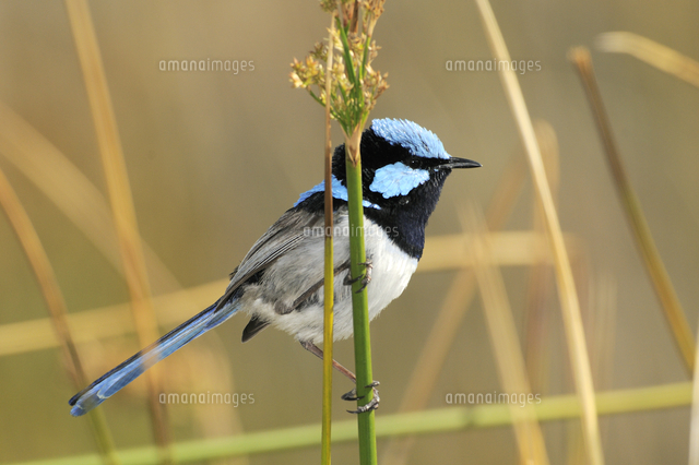 爆熱 油絵 フレーム付き ルリオーストラリアムシクイ 21超人気