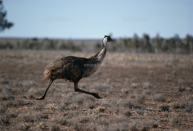 エミュー 走る の写真素材 イラスト素材 アマナイメージズ エミュー 走る の写真素材 イラスト素材 アマナイメージズ
