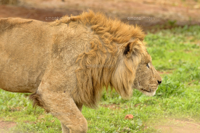 バーバリーライオン[32245003208]の写真・イラスト素材｜アマナイメージズ