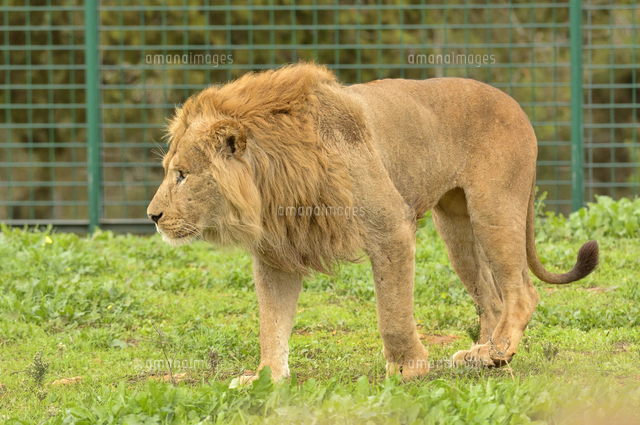 バーバリーライオン[32245003208]の写真・イラスト素材｜アマナイメージズ