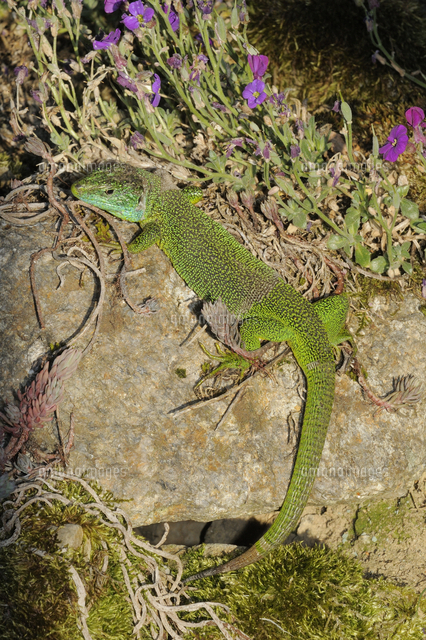 ミドリカナヘビ の写真素材 イラスト素材 アマナイメージズ