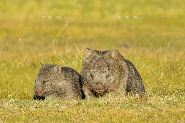 ヒメウォンバットの母子 の写真素材 イラスト素材 アマナイメージズ