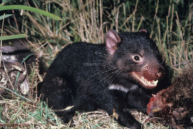 ウォンバットの死骸をあさるタスマニアデビル の写真素材 イラスト素材 アマナイメージズ