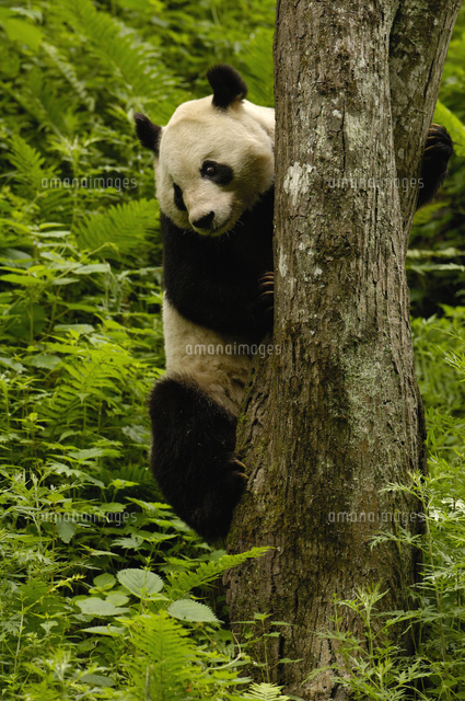 木に登るジャイアントパンダ の写真素材 イラスト素材 アマナイメージズ
