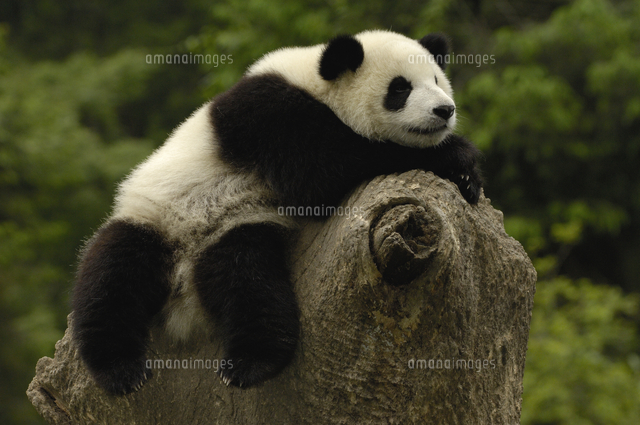 杭の上で遊ぶジャイアントパンダの子 の写真素材 イラスト素材 アマナイメージズ