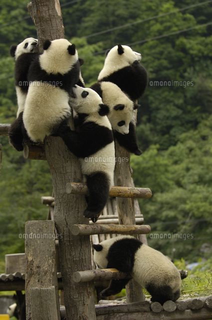 遊具に群がって遊ぶ６頭のジャイアントパンダの子たち の写真素材 イラスト素材 アマナイメージズ