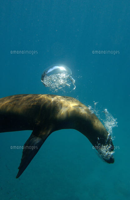 水中で泡を吐くガラパゴスアシカ[32246000165]の写真素材・イラスト 