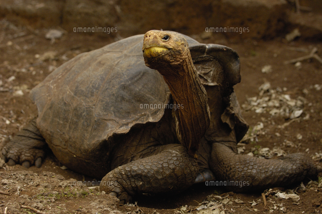 ガラパゴスゾウガメ 鞍型の甲羅 の写真素材 イラスト素材 アマナイメージズ