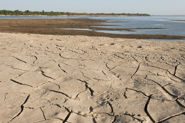 オリノコ川の干上がった川岸 の写真素材 イラスト素材 アマナイメージズ