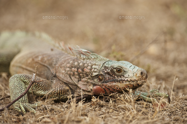 グリーンイグアナの顔 の写真素材 イラスト素材 アマナイメージズ